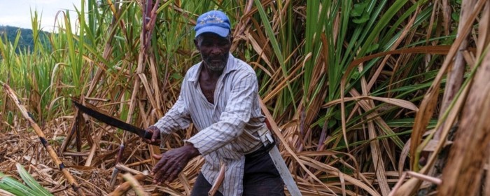 bracero-cana-de-azucar-republica-dominicana-noticia_imagen