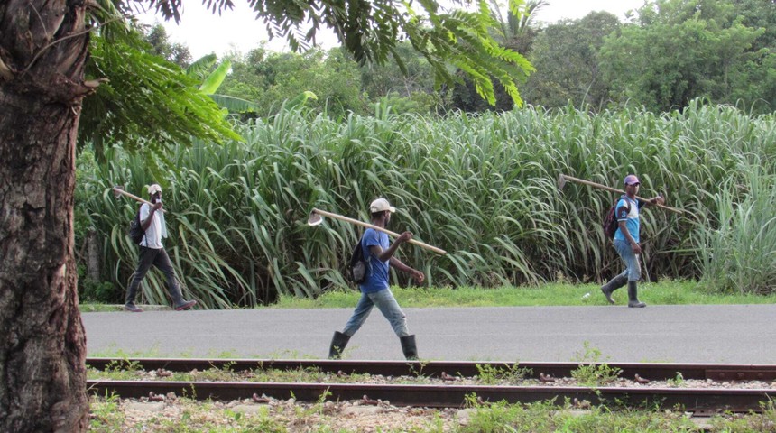 cana-de-azucar-noticia_imagen