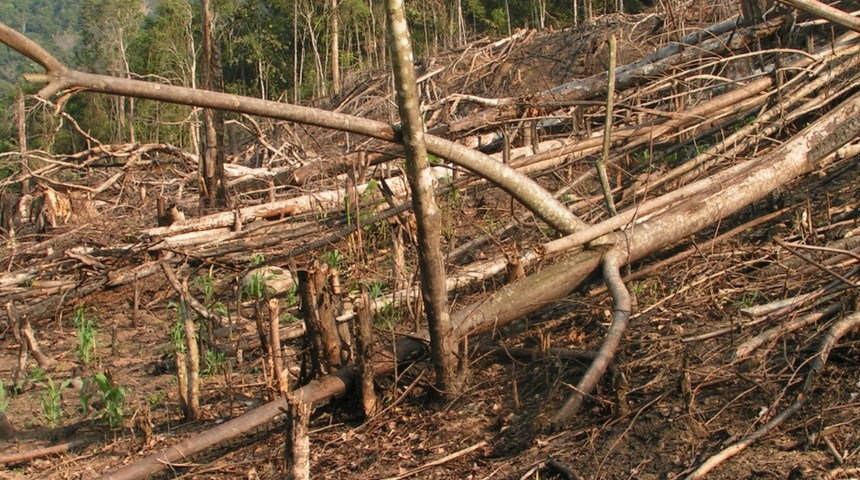 deforestacion-koribeni-noticia_imagen