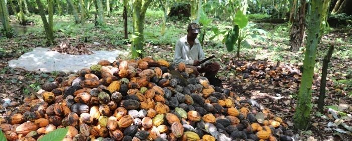 Plantación de cacao de Malabo Misioneros Dominicos Selvas Amazónicas